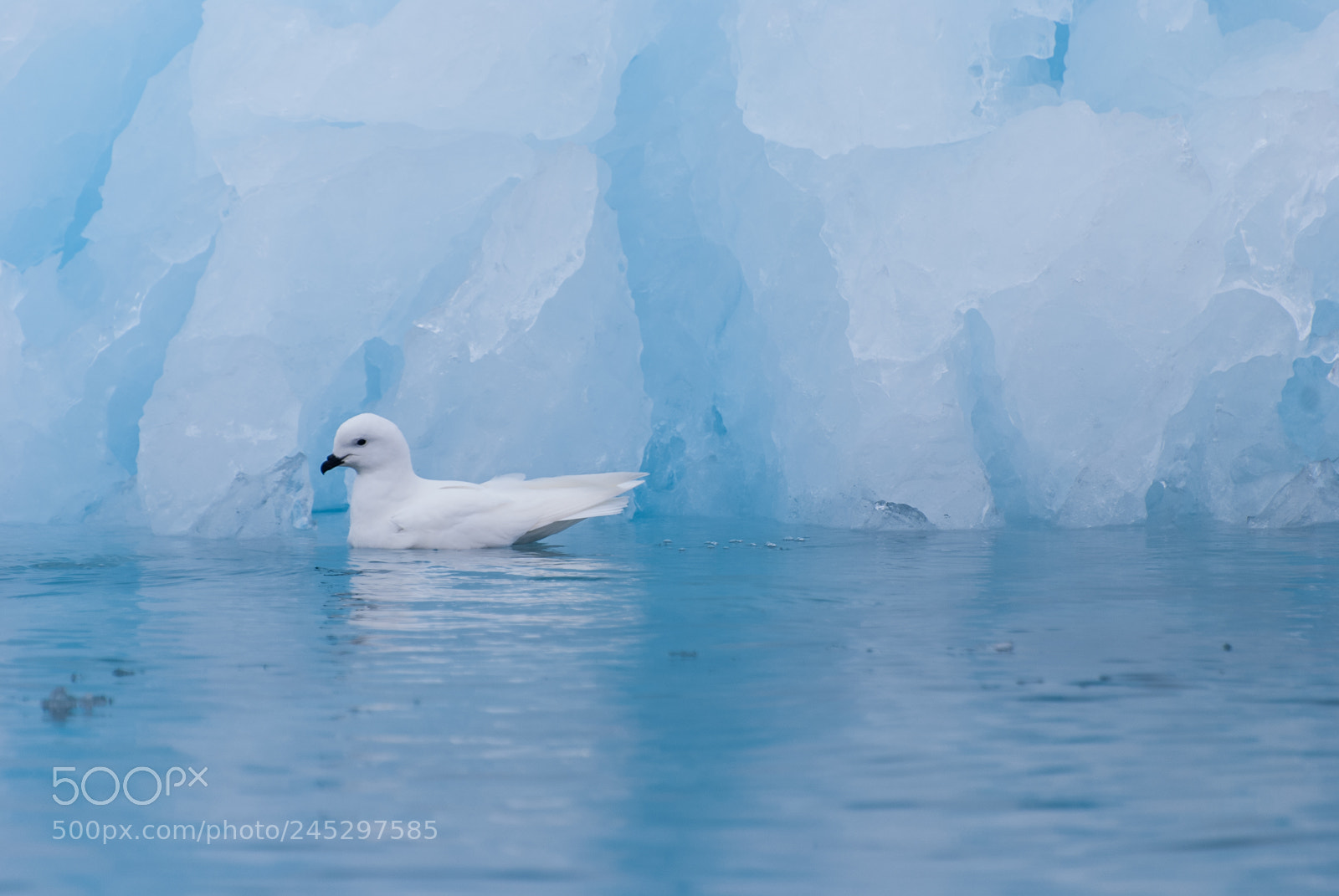 Nikon D40X sample photo. Snow petrel in front photography
