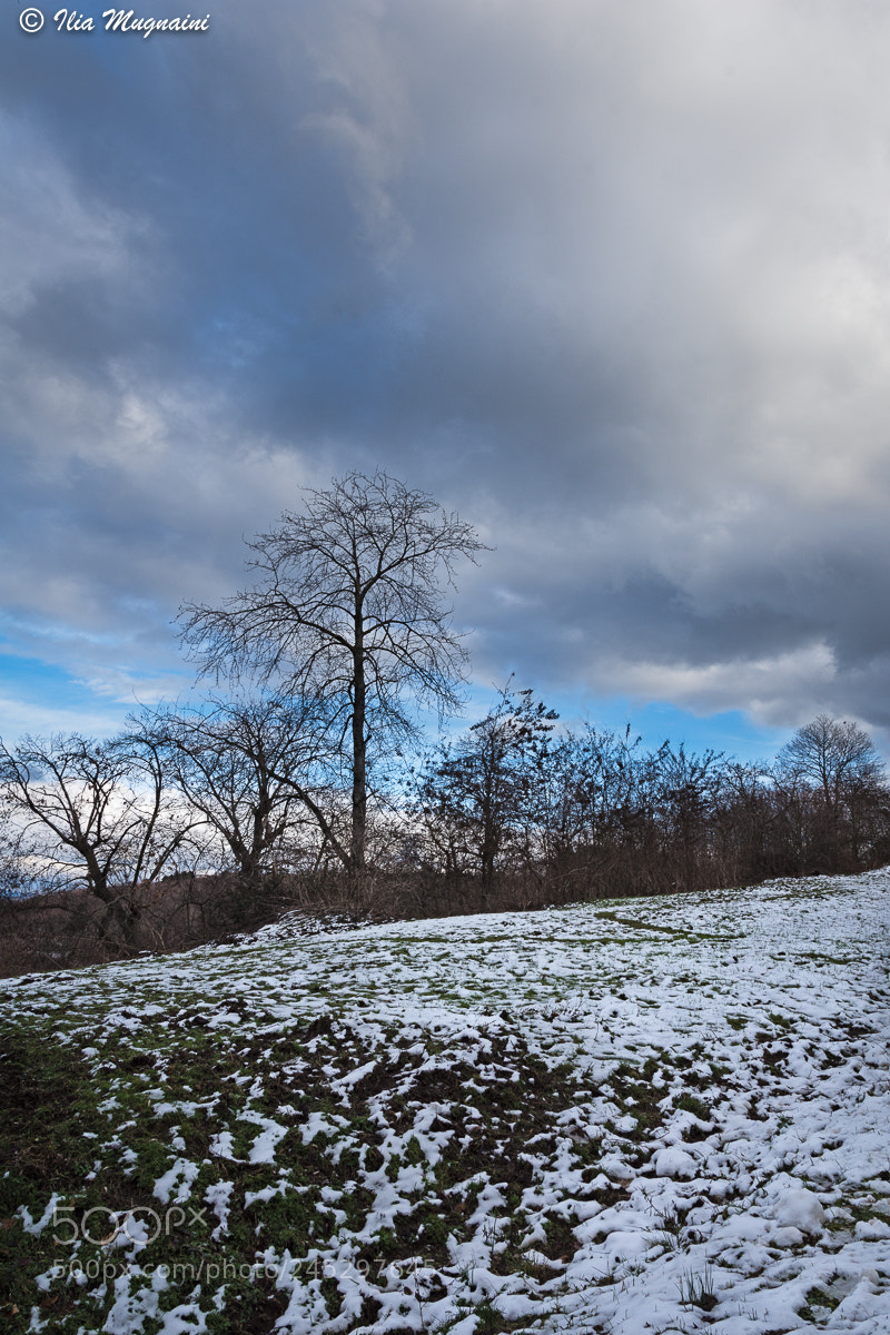 Nikon D7200 sample photo. The tree and the photography