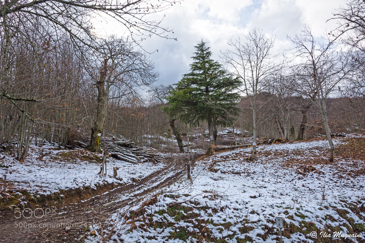 Nikon D7200 sample photo. Snow forest photography