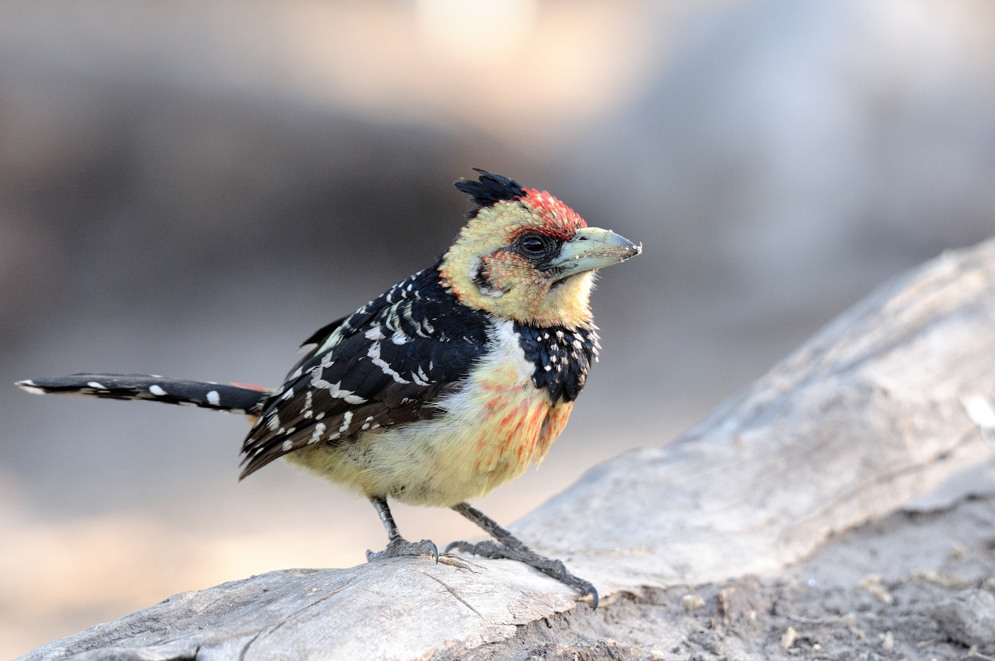 Nikon D300 sample photo. Barbican epic observed at linyanti in botswana. photography