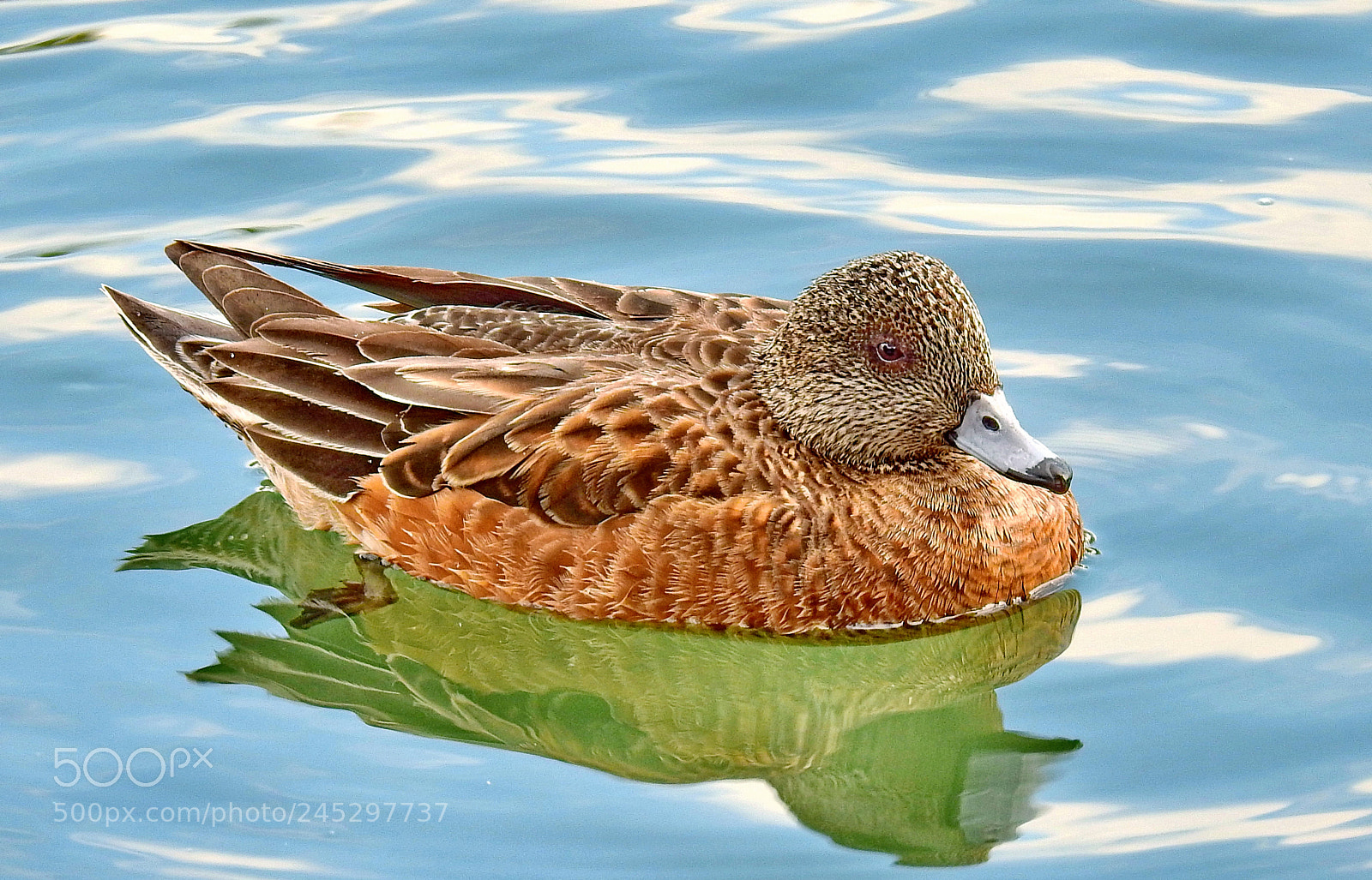 Nikon Coolpix P900 sample photo. Brown duck swimming in photography