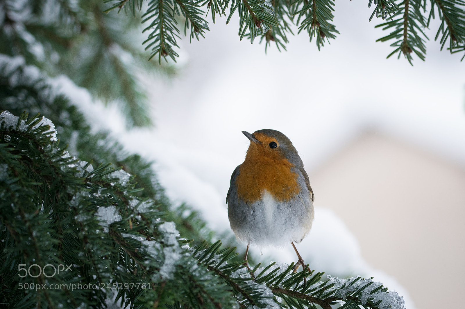 Nikon D7200 sample photo. Robin photography