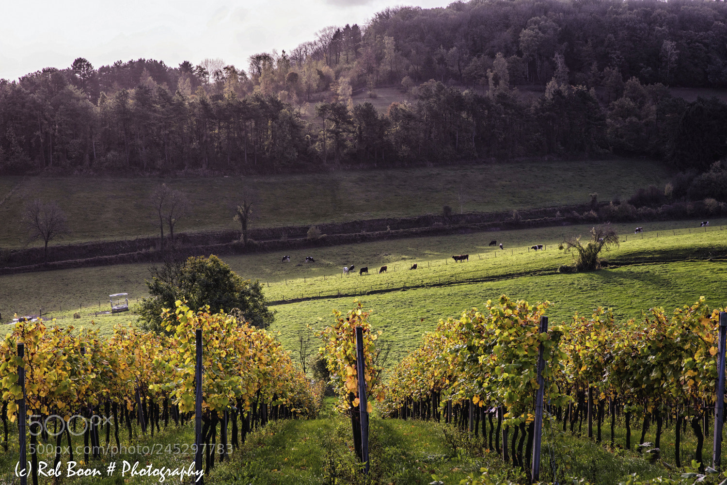 Canon EOS 5DS sample photo. Autumn @ vineyard dodeman photography