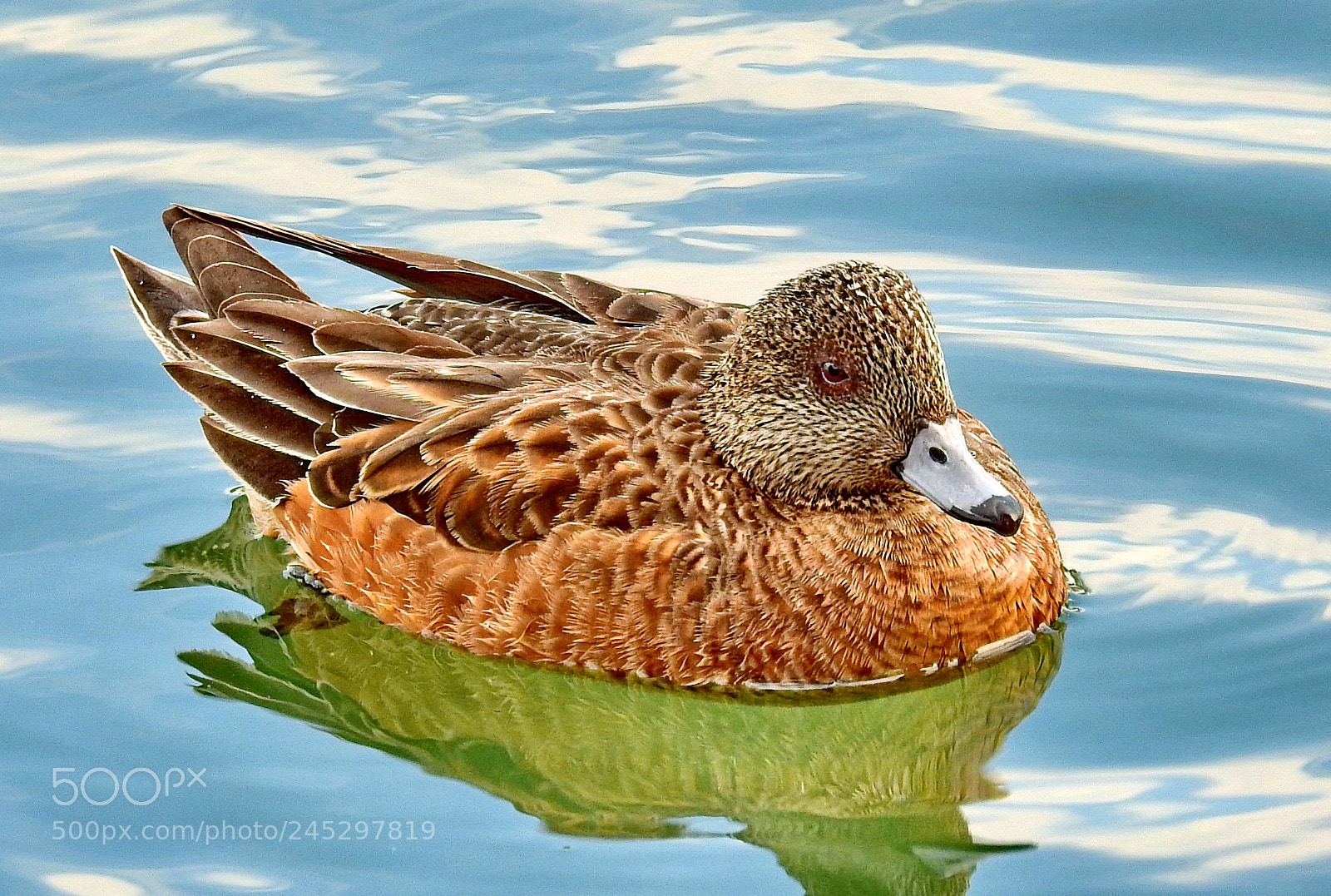 Nikon Coolpix P900 sample photo. Brown duck swimming in photography