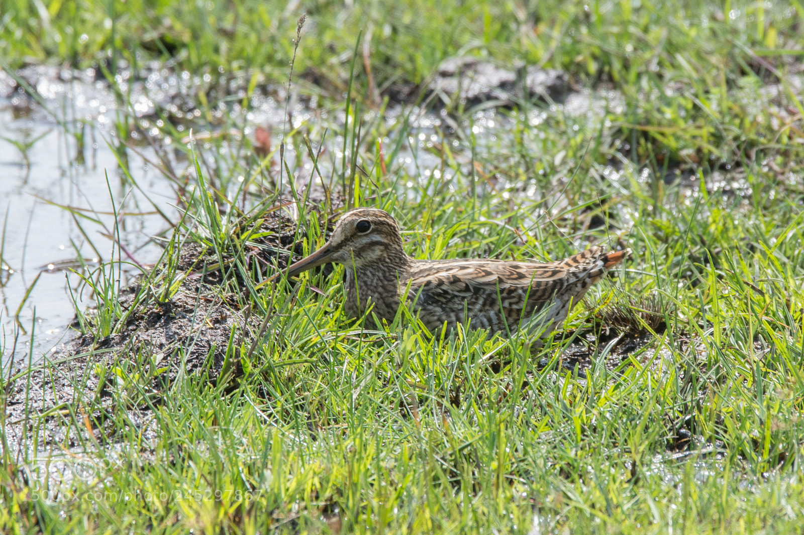 Nikon D7200 sample photo. Pintail snipe (dsc_1785) photography