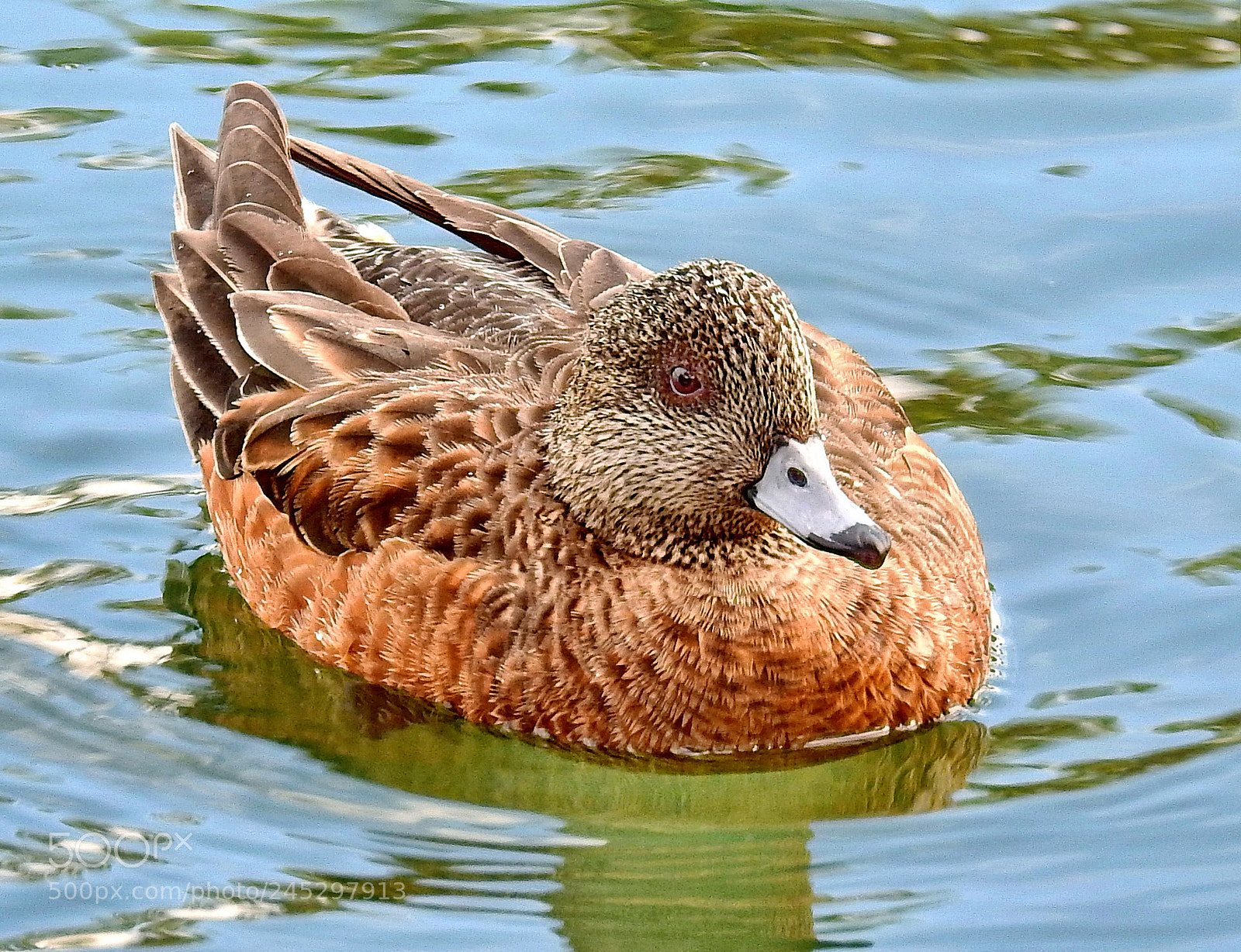 Nikon Coolpix P900 sample photo. Brown duck swimming in photography