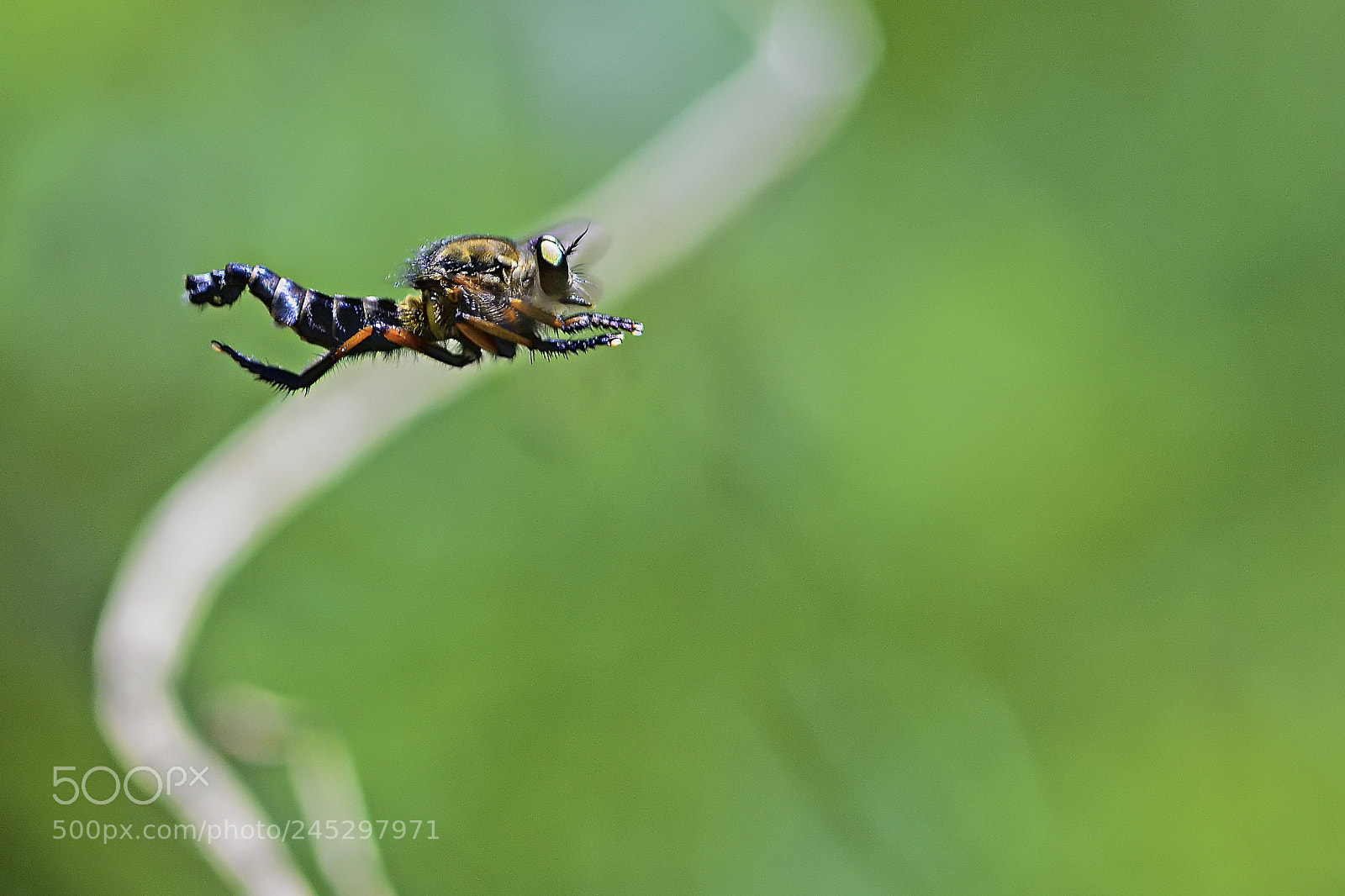 Nikon D7100 sample photo. Fly free. photography