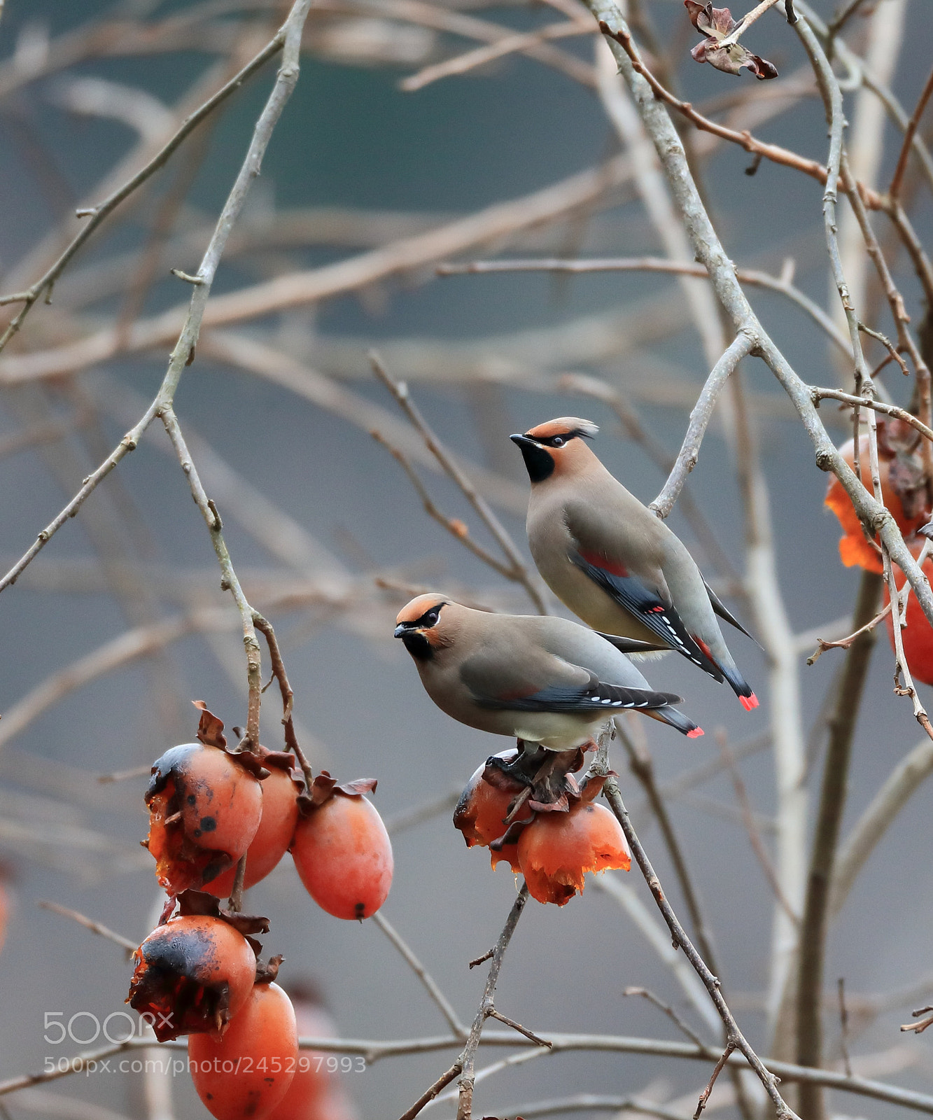 Canon EOS-1D X Mark II sample photo. ヒレンジャク japanese waxwing  photography