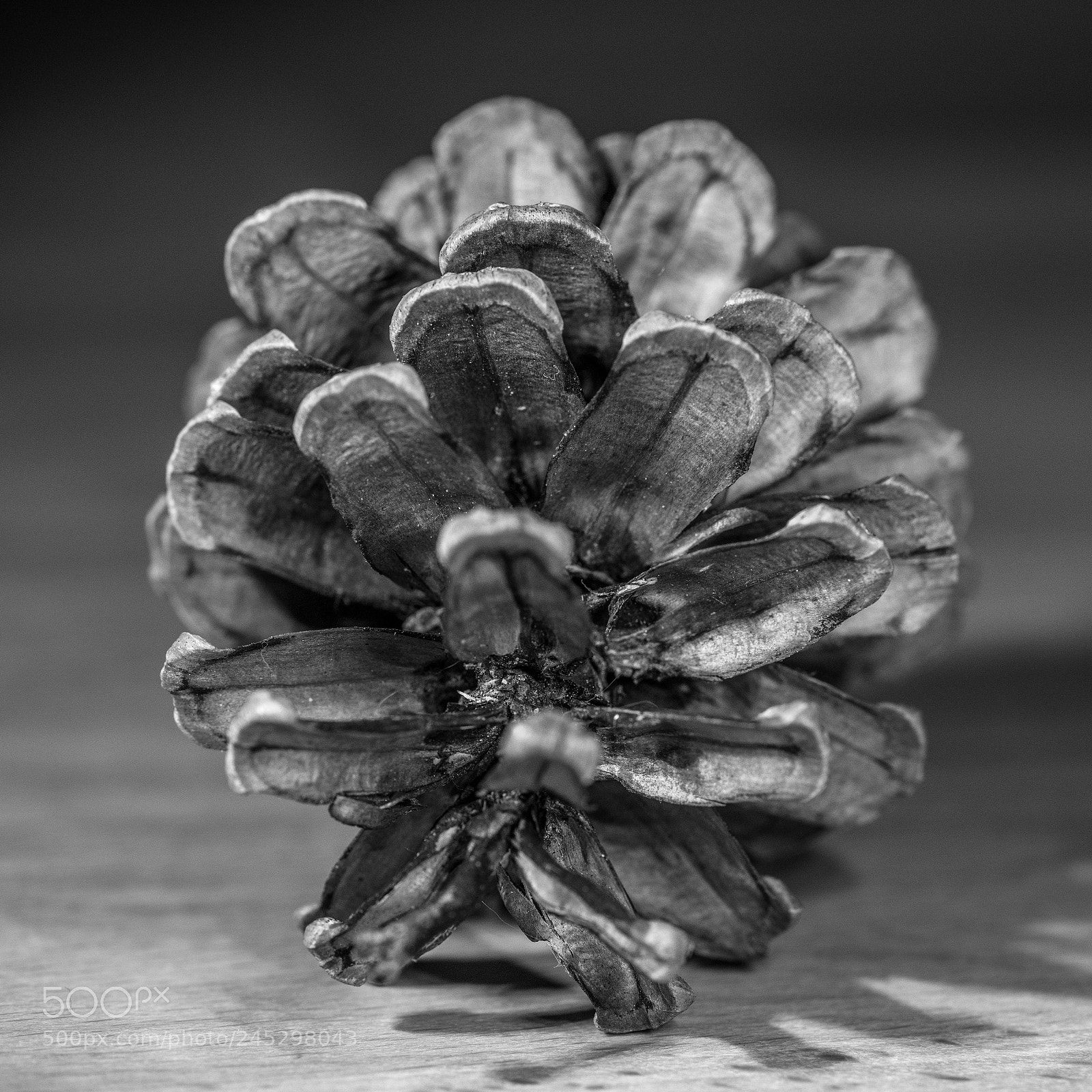 Sony a7R II sample photo. Bockerl b&w photography