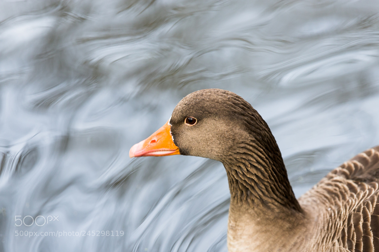 Canon EOS 6D Mark II sample photo. The magic goose photography