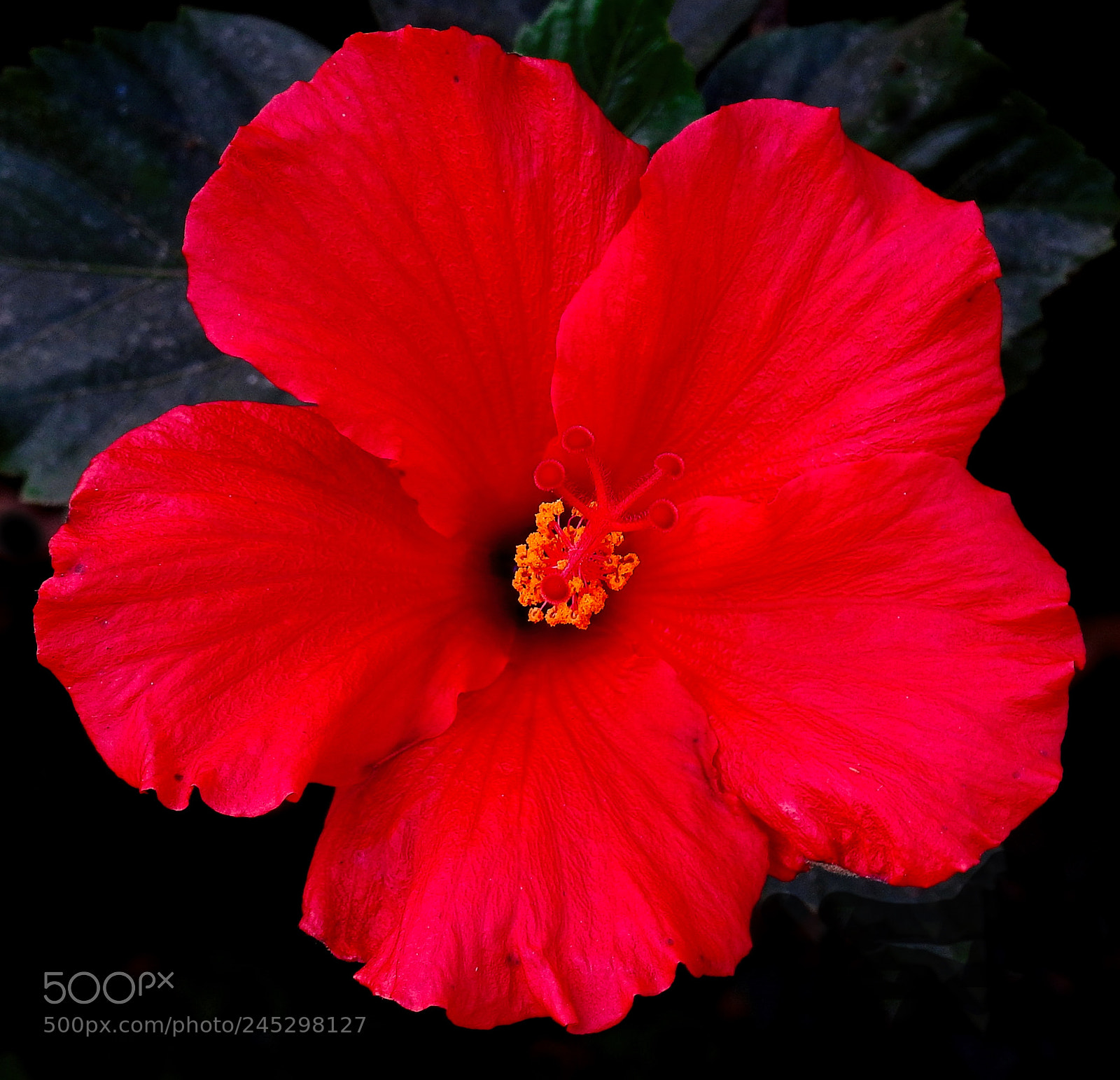 Nikon Coolpix P900 sample photo. Red hibiscus flower photography