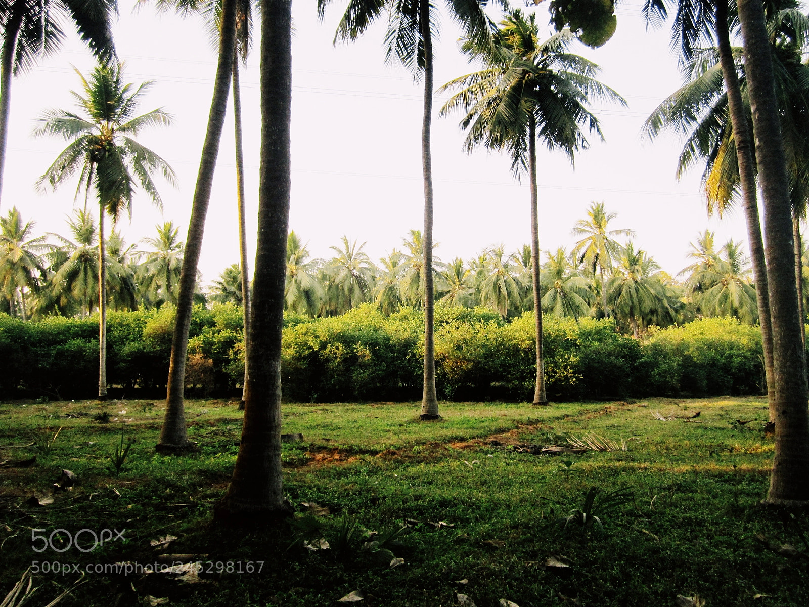 Canon PowerShot A2200 sample photo. Coconut trees photography