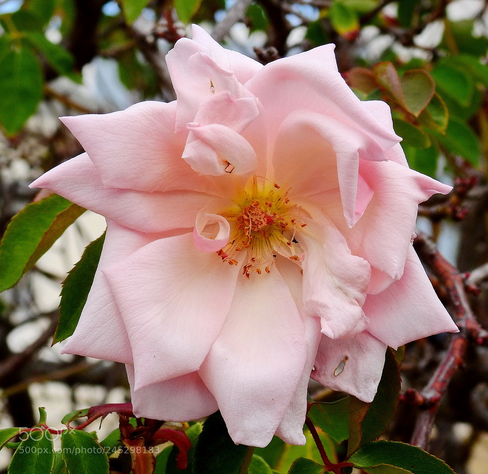 Nikon Coolpix P900 sample photo. Pink rose flower photography