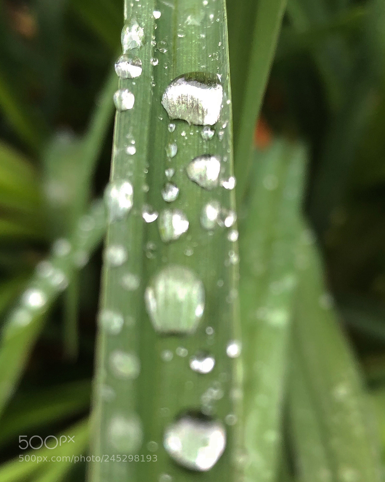 Apple iPhone 8 Plus sample photo. Garden photography