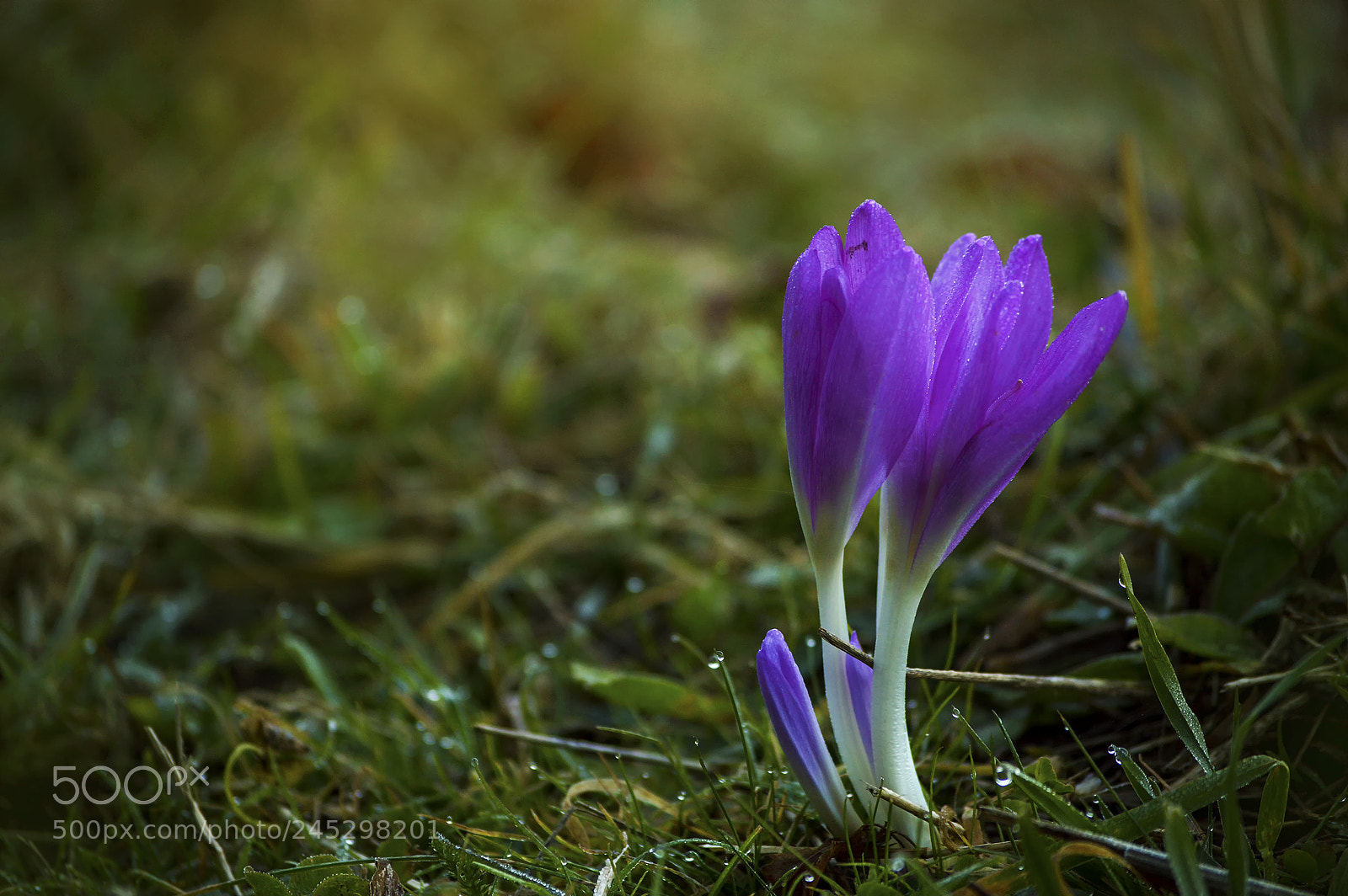 Nikon D3200 sample photo. Wild flower photography