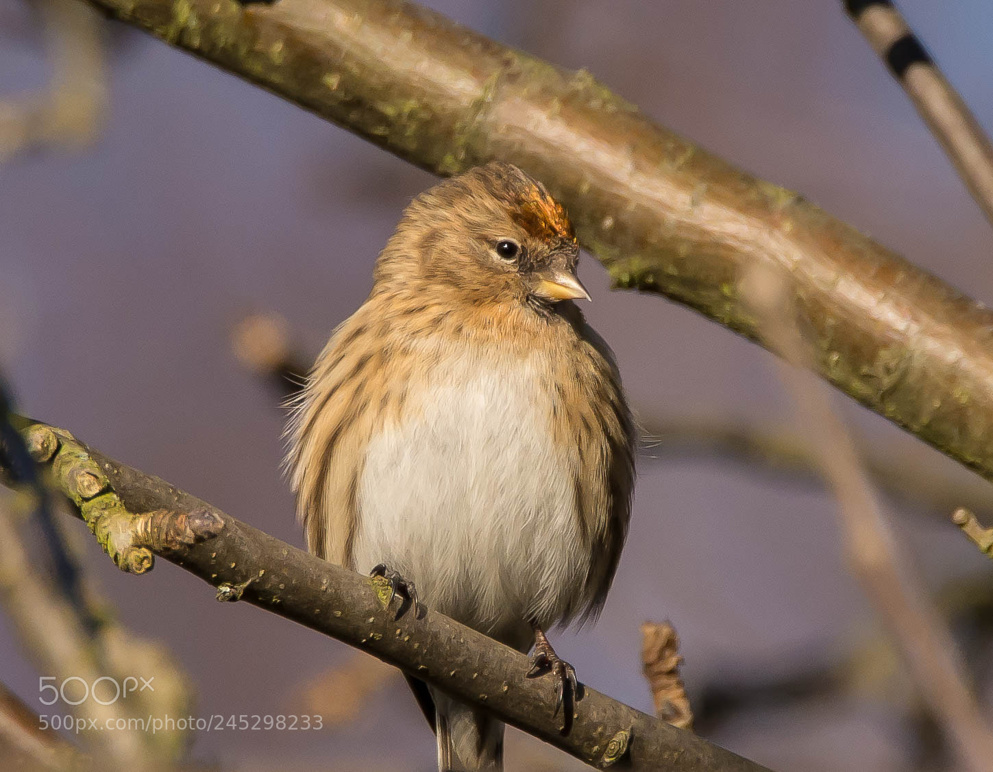 Nikon D7100 sample photo. Redpoll photography