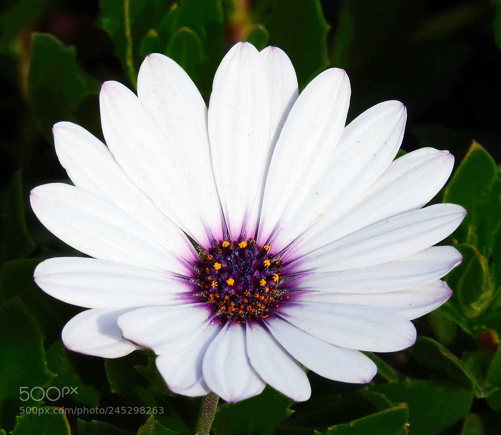 Nikon Coolpix P900 sample photo. White and purple flower photography