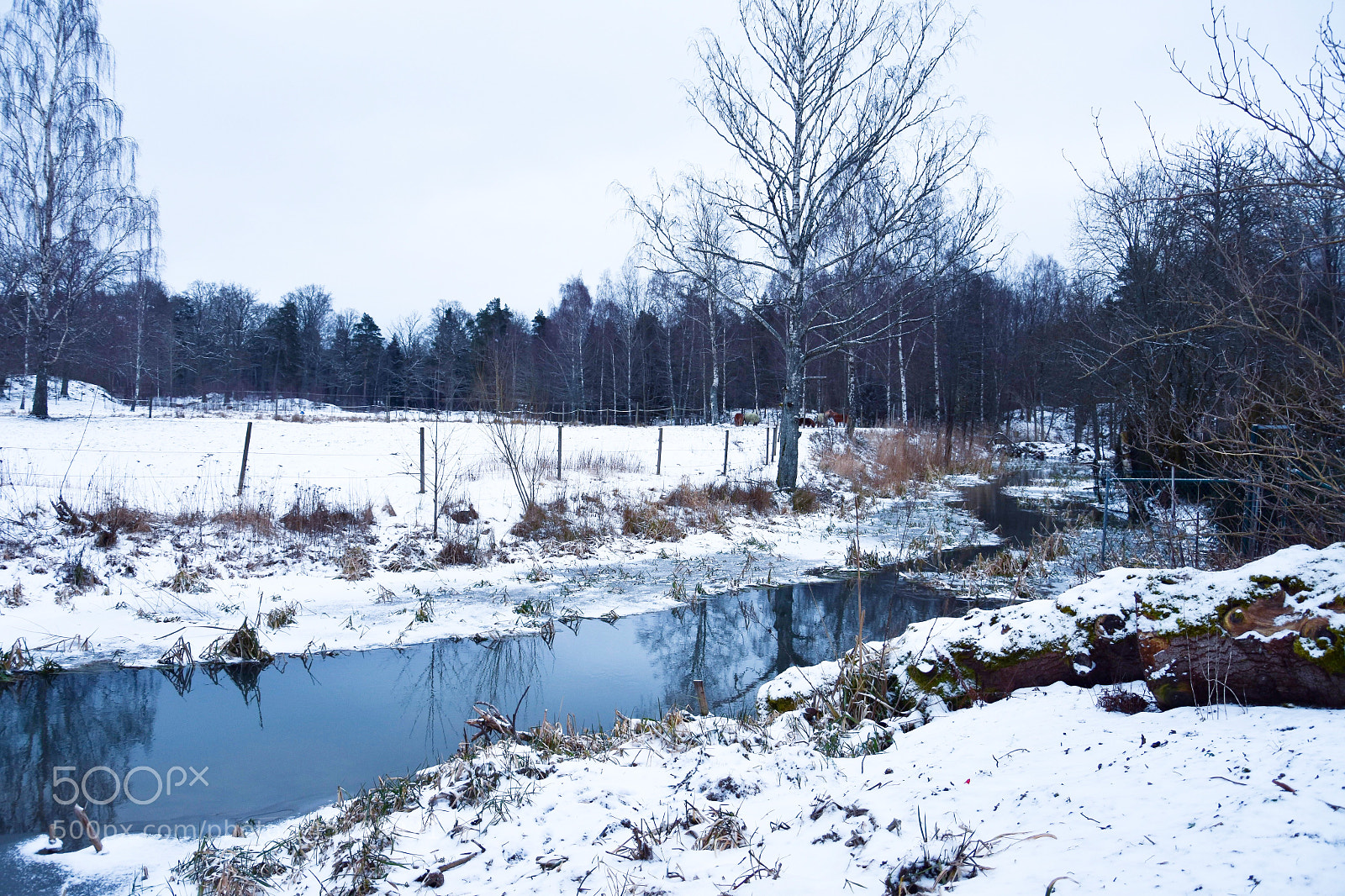Nikon D7200 sample photo. Winter nature photography