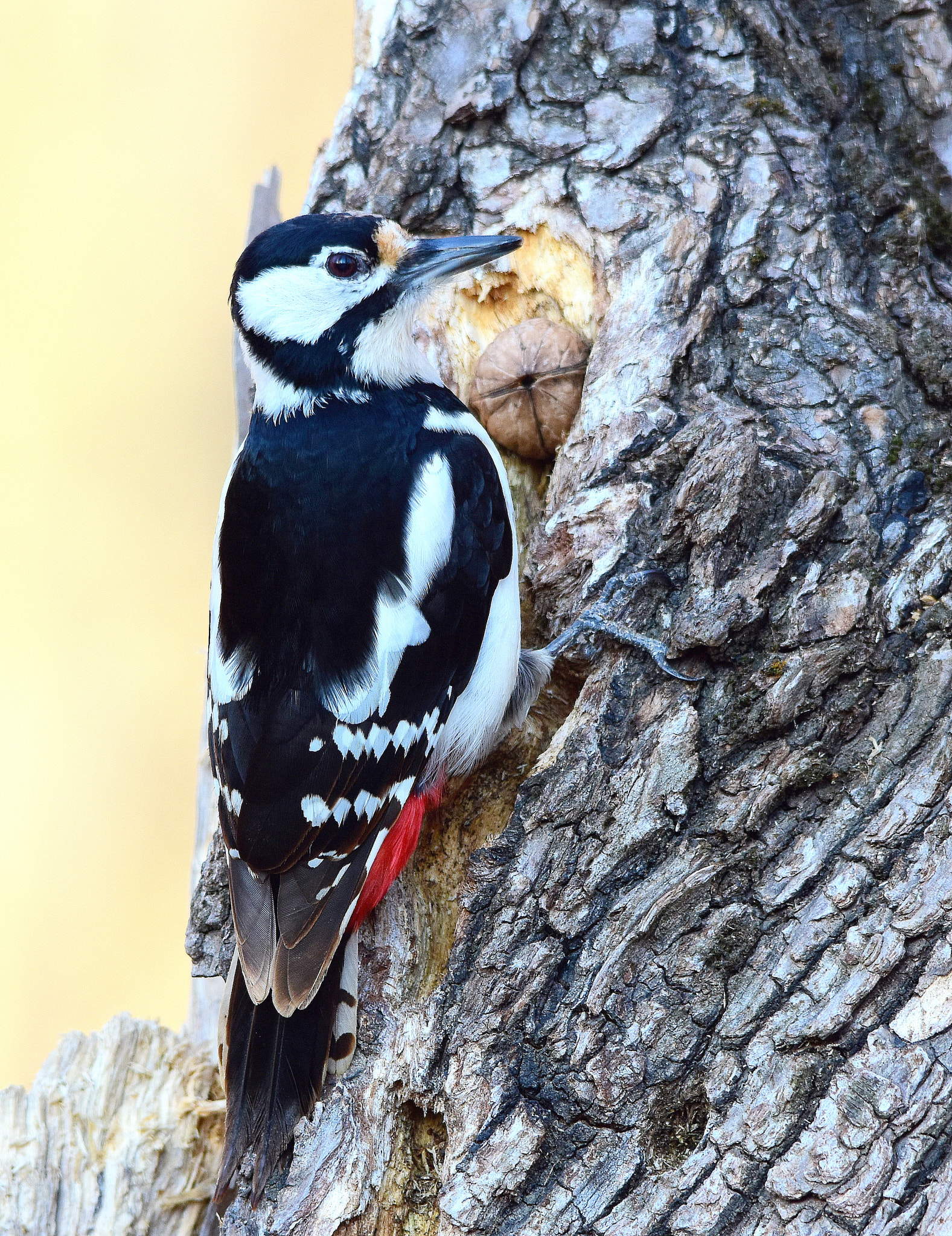 Sigma 150-500mm F5-6.3 DG OS HSM sample photo. Picchio rosso photography