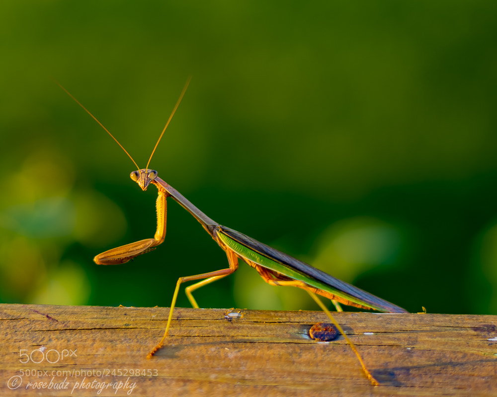Nikon D7100 sample photo. Praying mantis photography