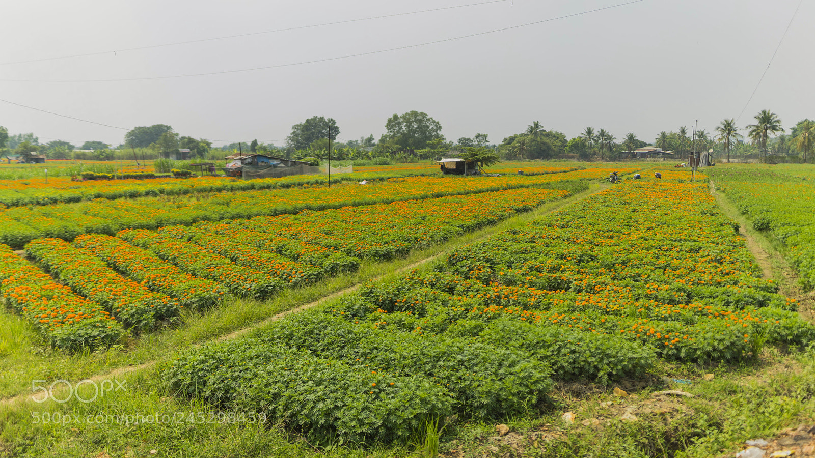 Sony a7 II sample photo. Farming photography