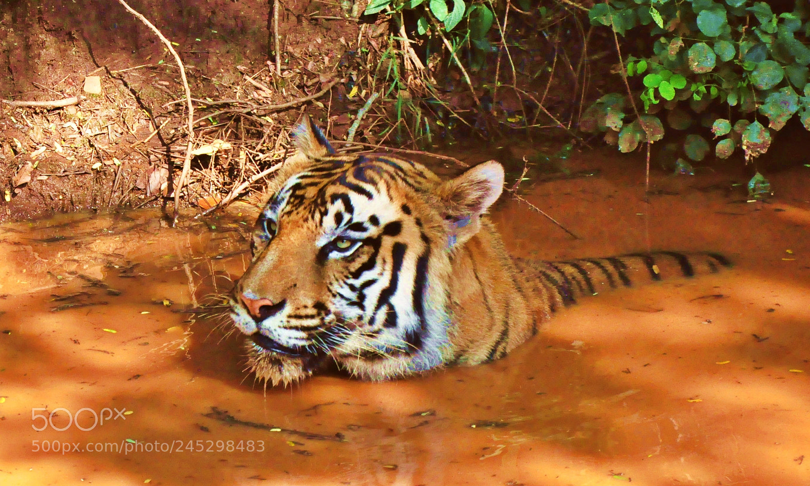 Nikon D90 sample photo. Relaxing tiger...!!!!!! photography