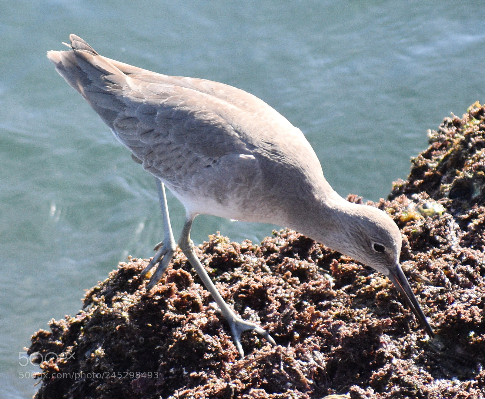 Nikon D7200 sample photo. Grey bird searching for photography