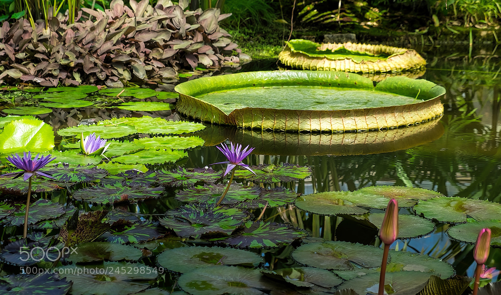 Fujifilm X-T1 sample photo. Comme un plat naturel photography