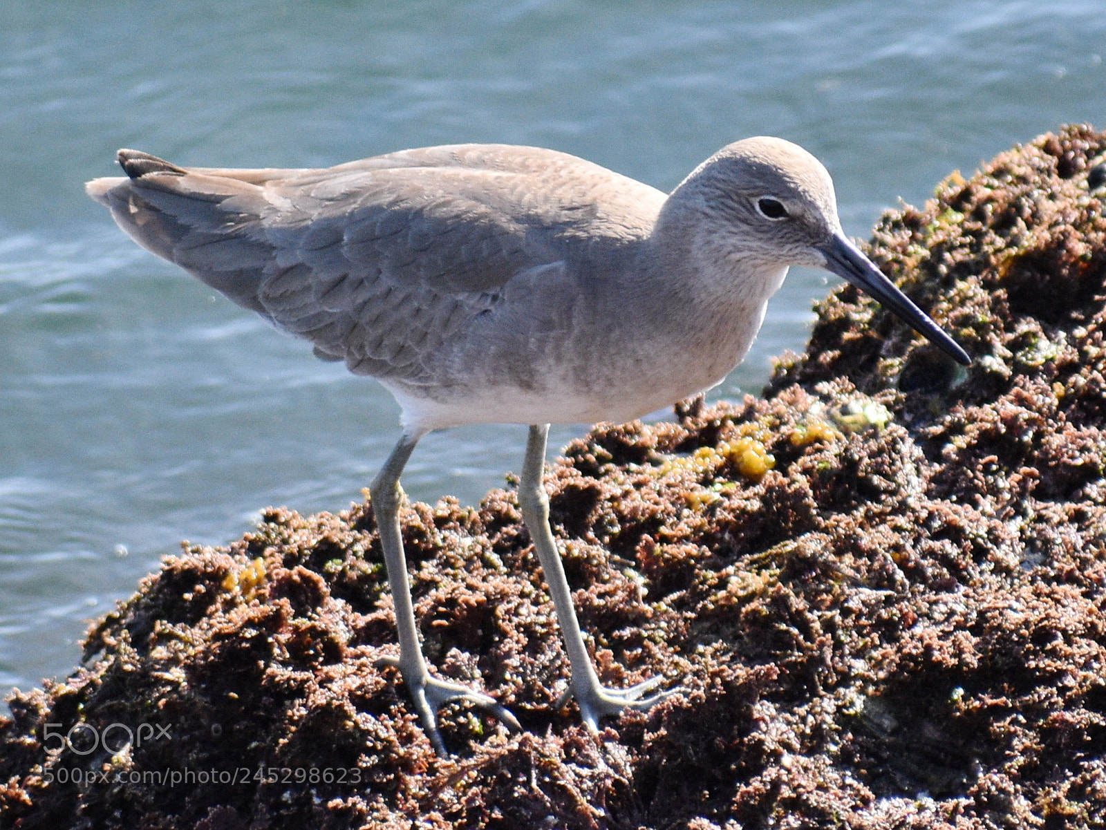 Nikon D7200 sample photo. Grey bird searching for photography