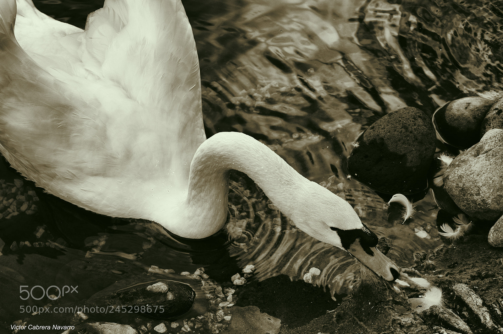 Nikon D3200 sample photo. Cisne photography