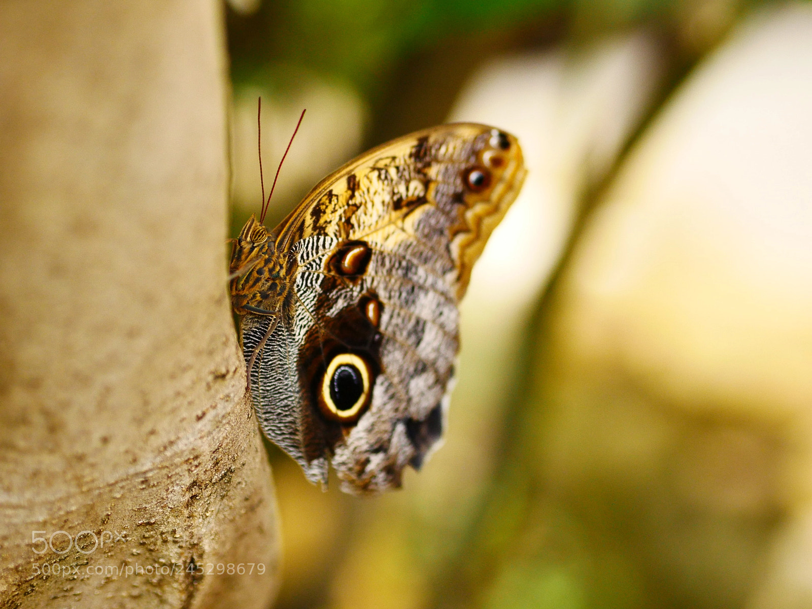Panasonic Lumix DMC-GX85 (Lumix DMC-GX80 / Lumix DMC-GX7 Mark II) sample photo. Tiger eyes photography