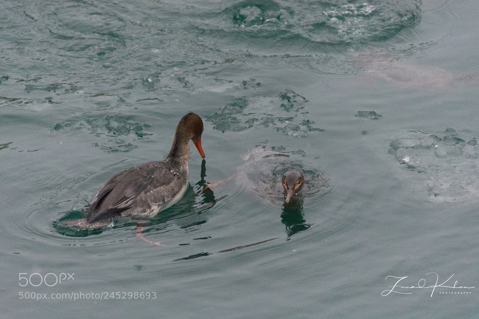 Nikon D3400 sample photo. Mergansers photography