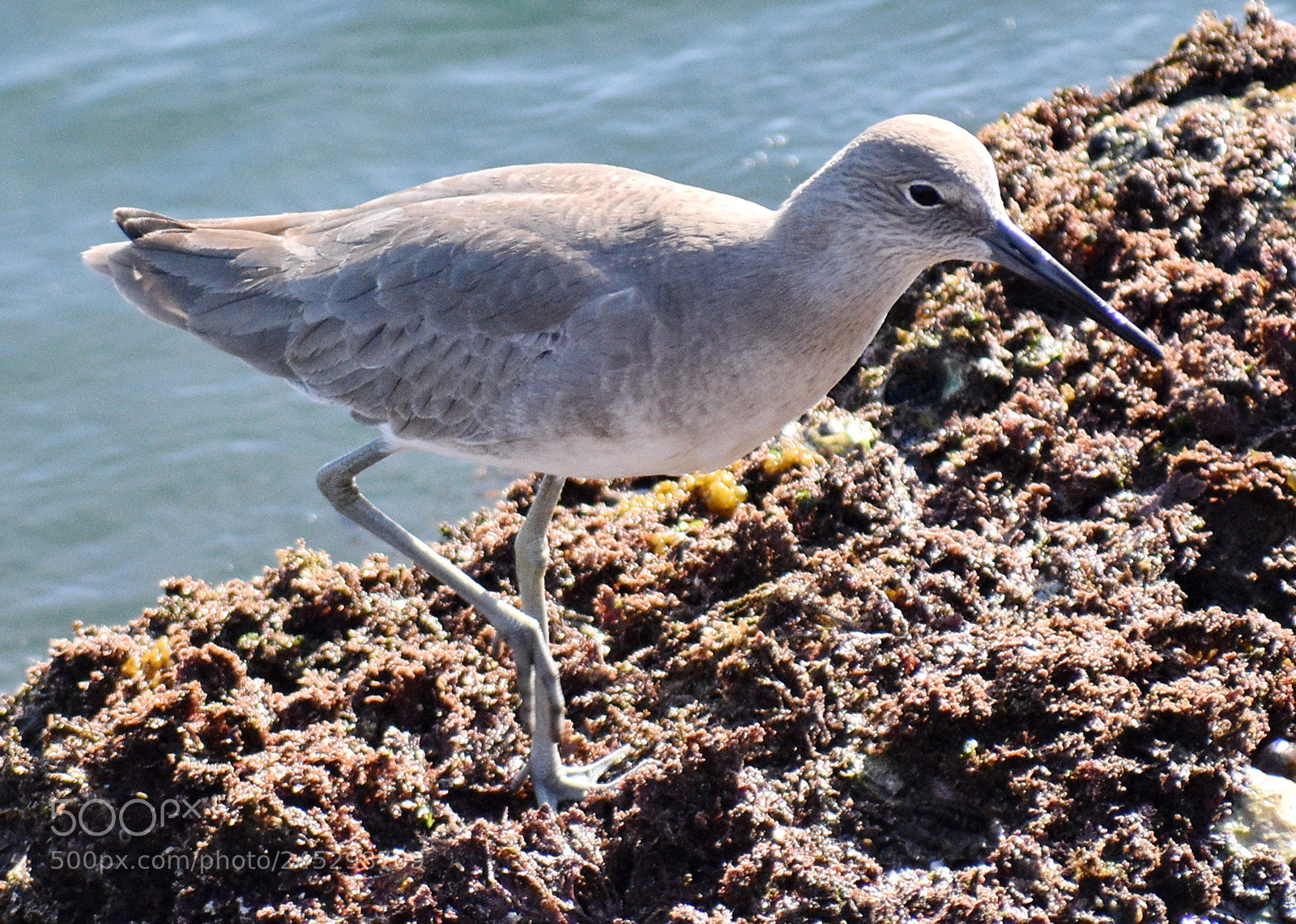 Nikon D7200 sample photo. Grey bird searching for photography