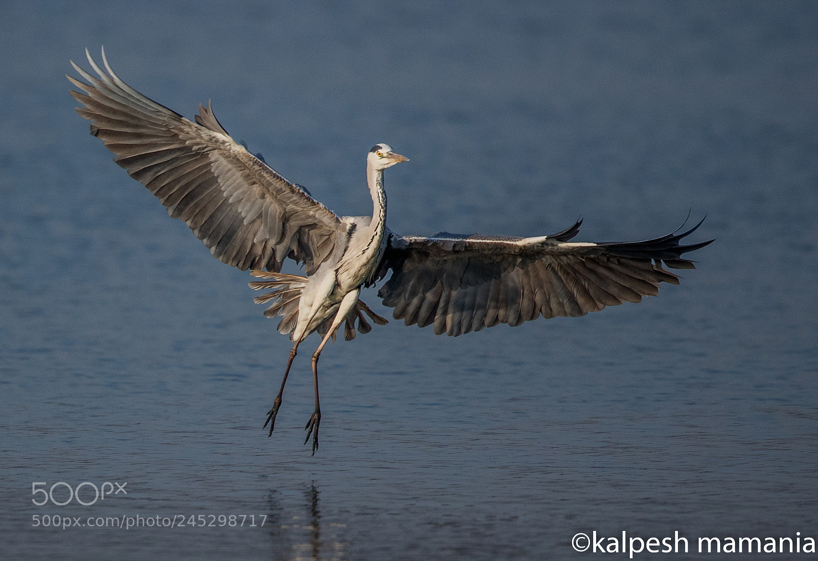 Canon EOS 5DS R sample photo. Grey heron. photography