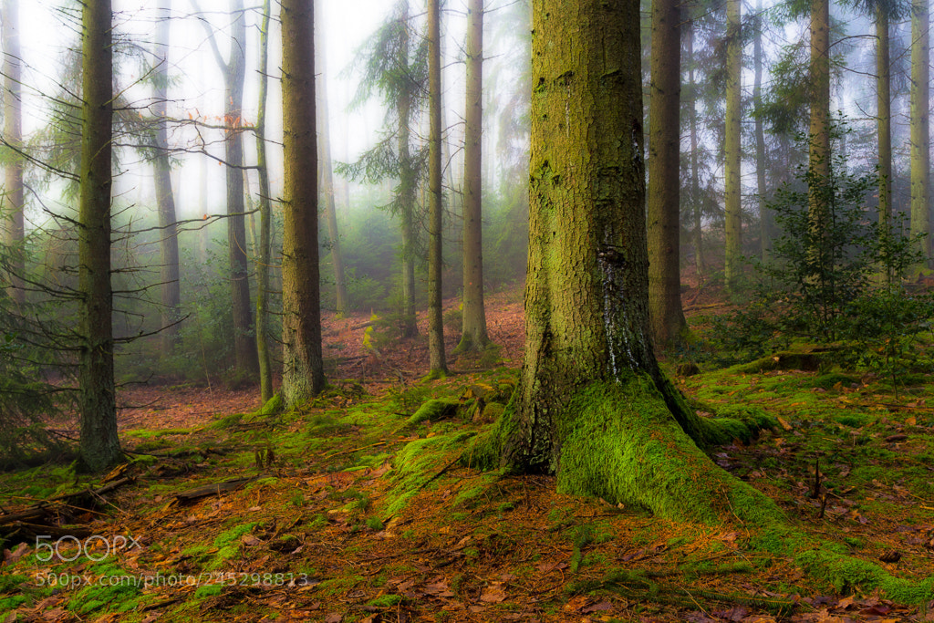 Canon EOS 60D sample photo. In the forest photography