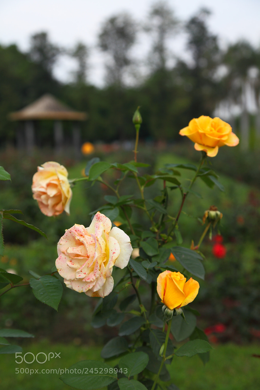 Canon EF 24-105mm F4L IS USM sample photo. Yelllow roses photography