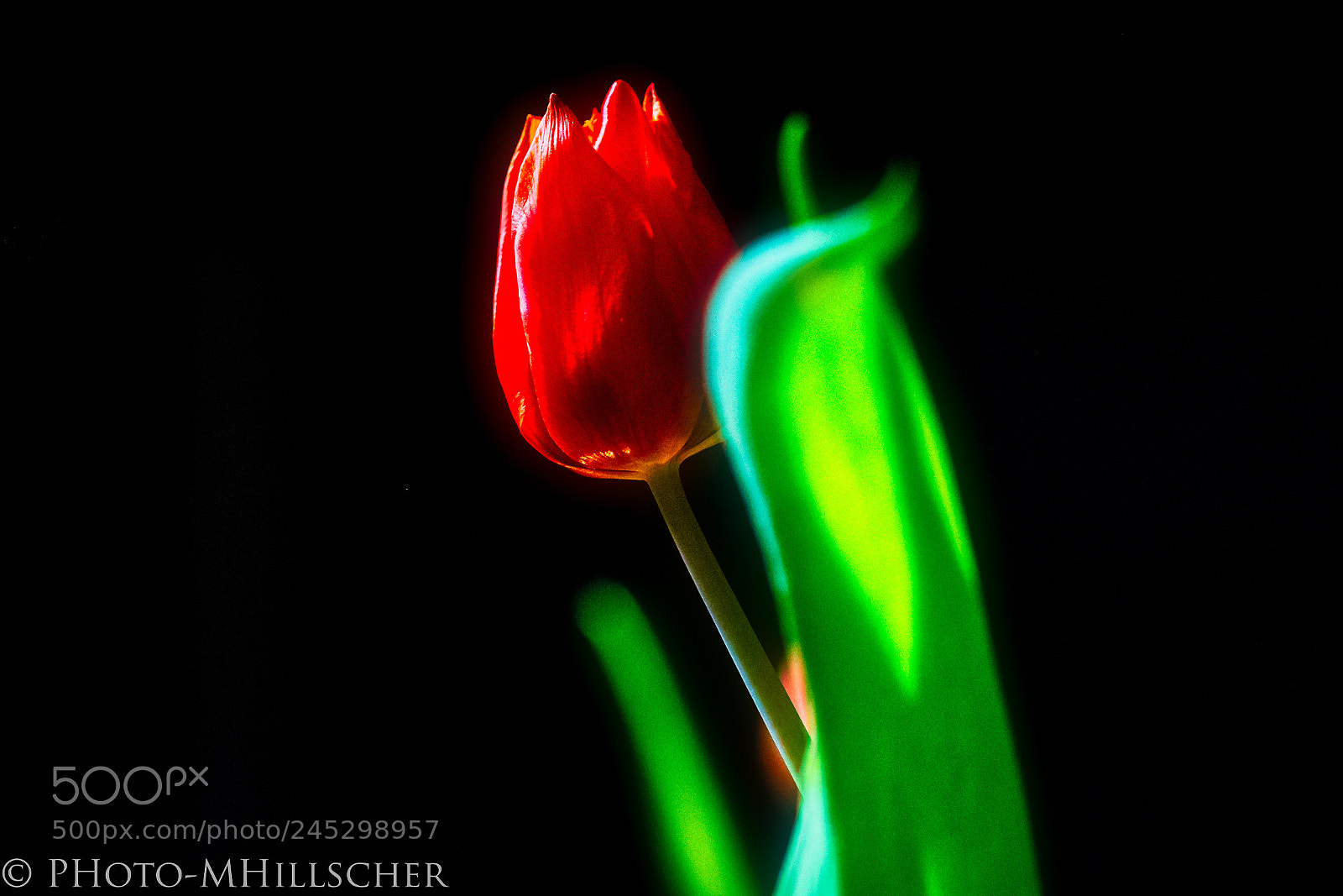 Fujifilm X-T2 sample photo. Tulpe photography