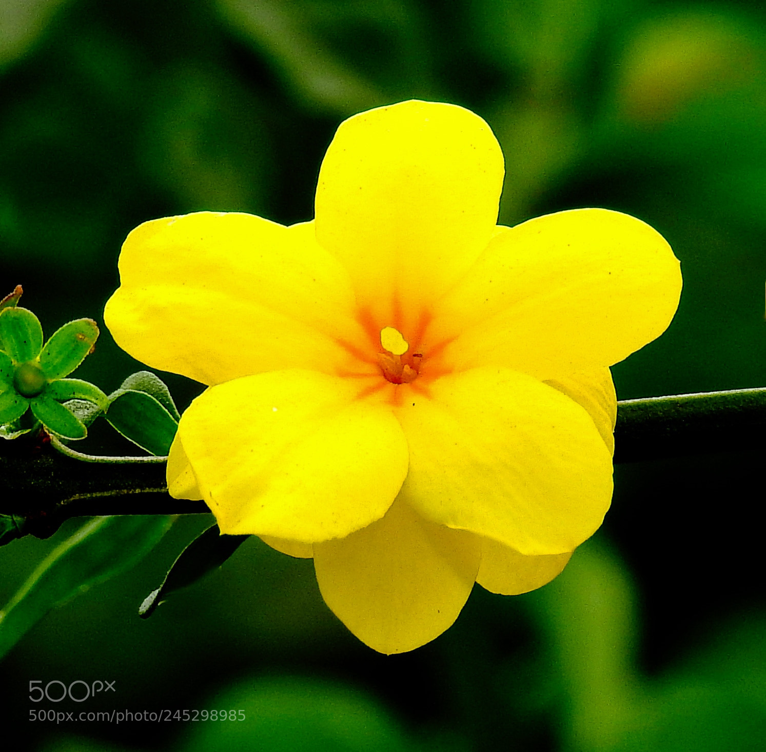 Nikon Coolpix P900 sample photo. A nice yellow flower photography