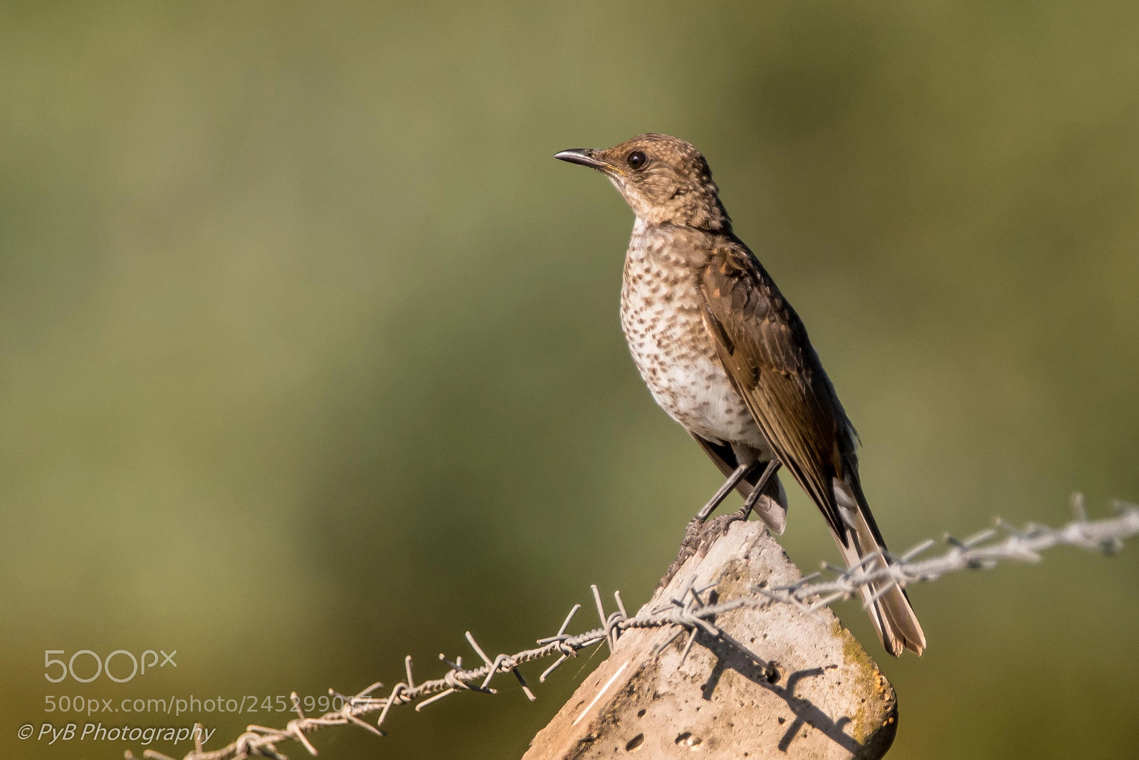 Nikon D500 sample photo. Zorzal colorado juvenil photography