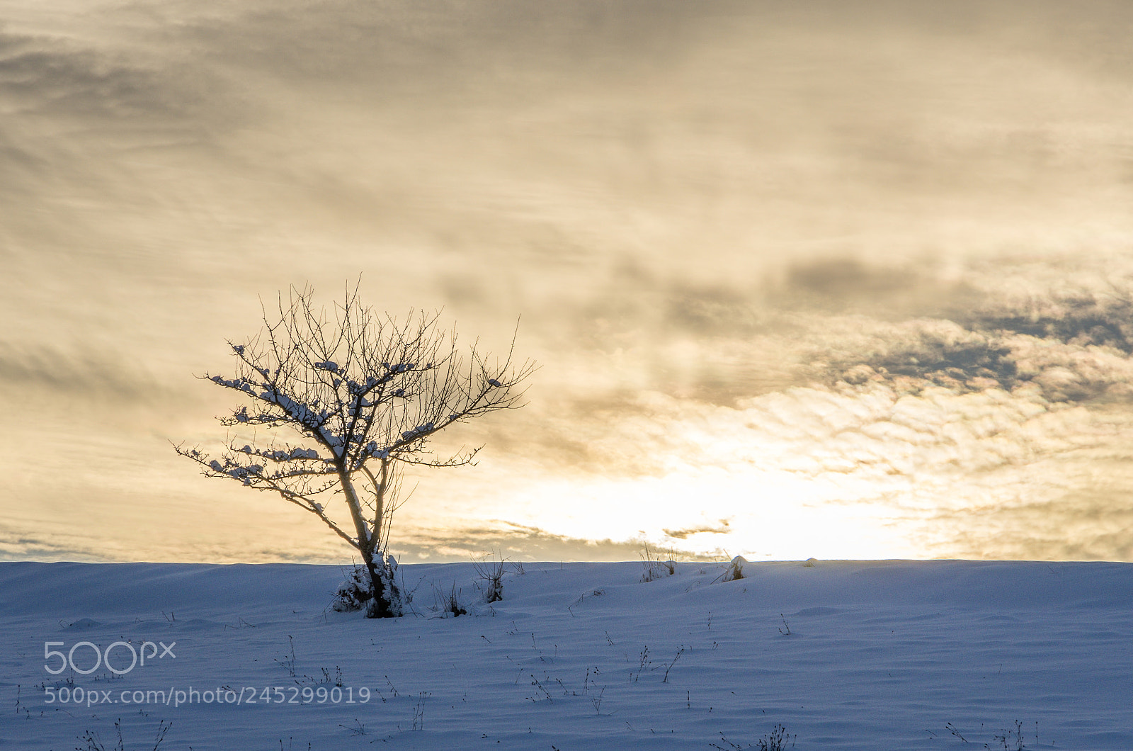 Pentax K-5 sample photo. A tree photography