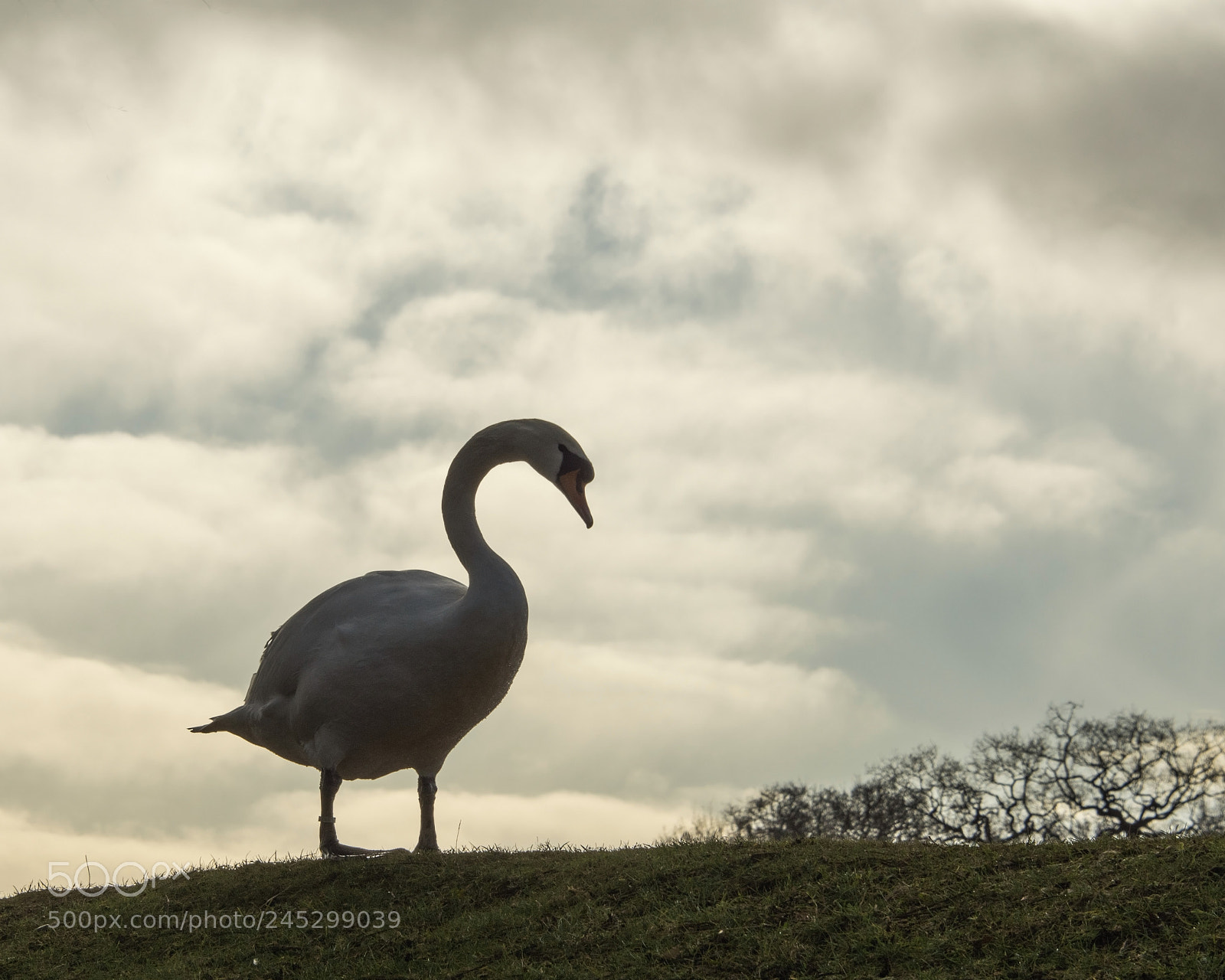 Nikon D810 sample photo. Swan silhouette photography