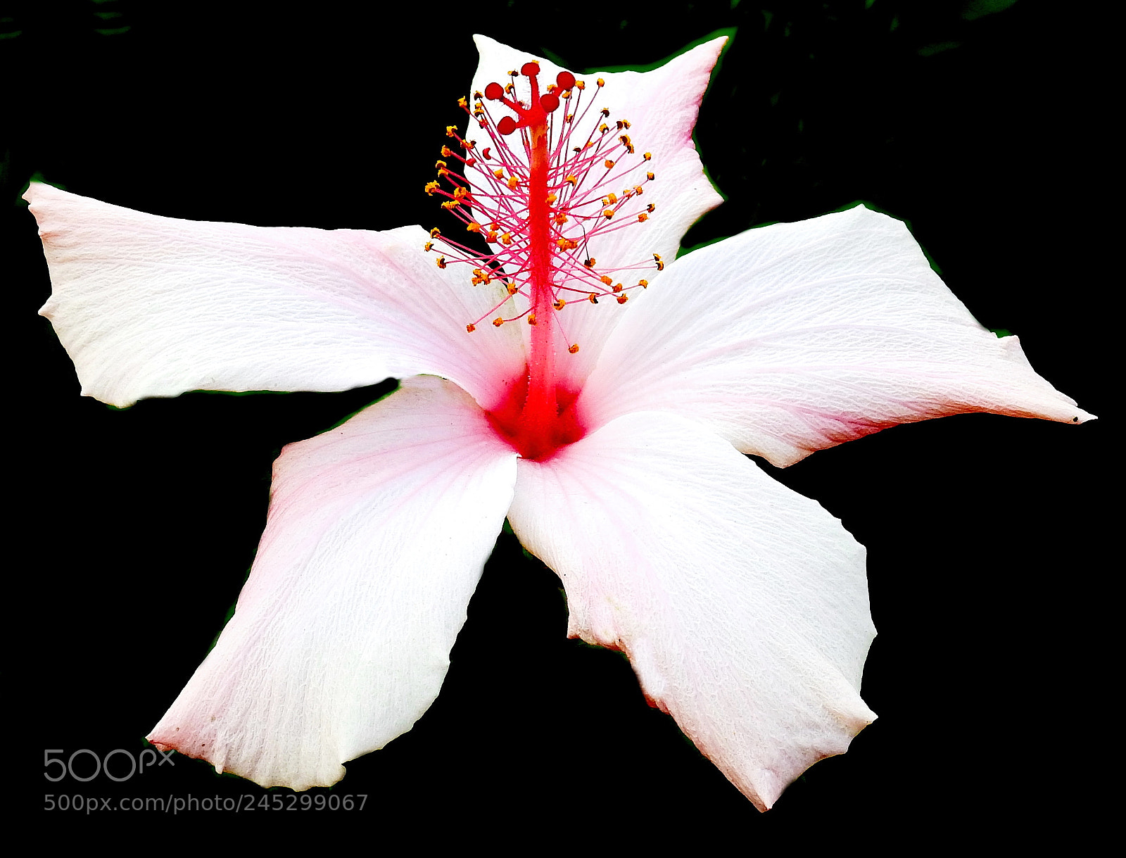 Nikon Coolpix P900 sample photo. A white hibiscus flower photography