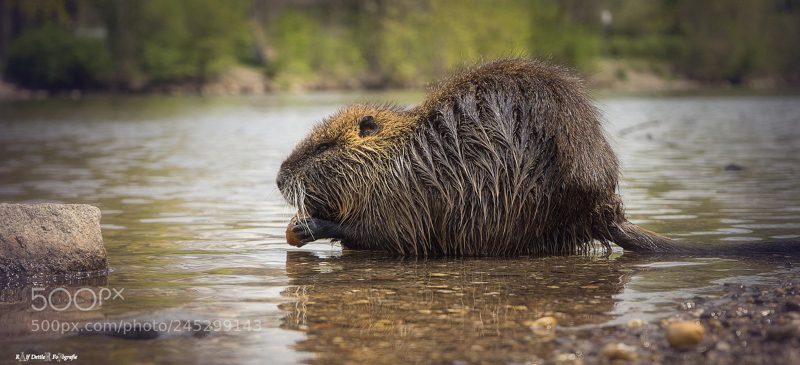 Sony a7 II sample photo. Nutrias photography