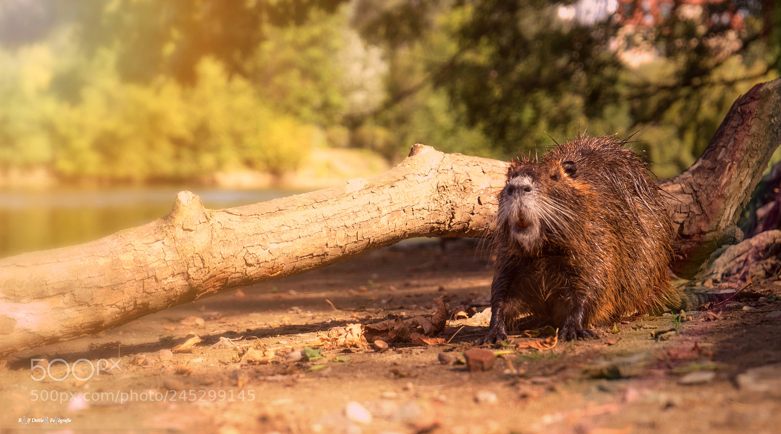 Sony a7 II sample photo. Nutrias photography