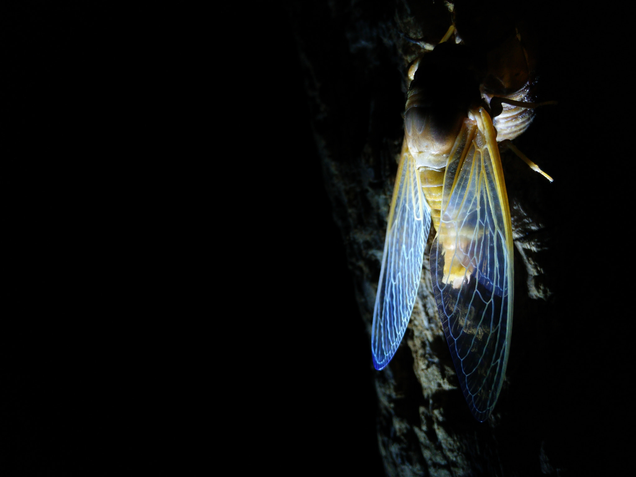 OPPO Find7 sample photo. Cicada photography