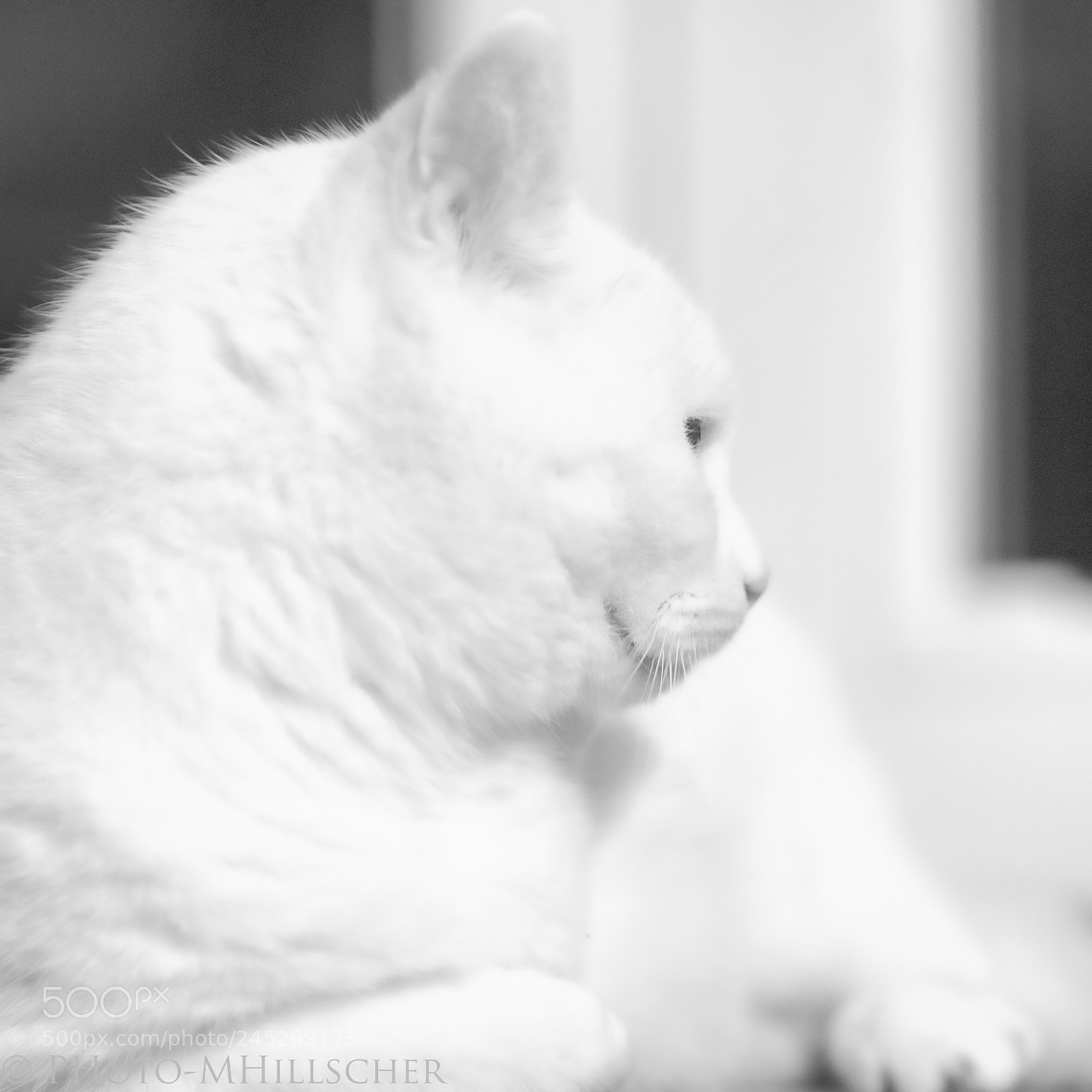 Fujifilm X-T2 sample photo. The white king photography