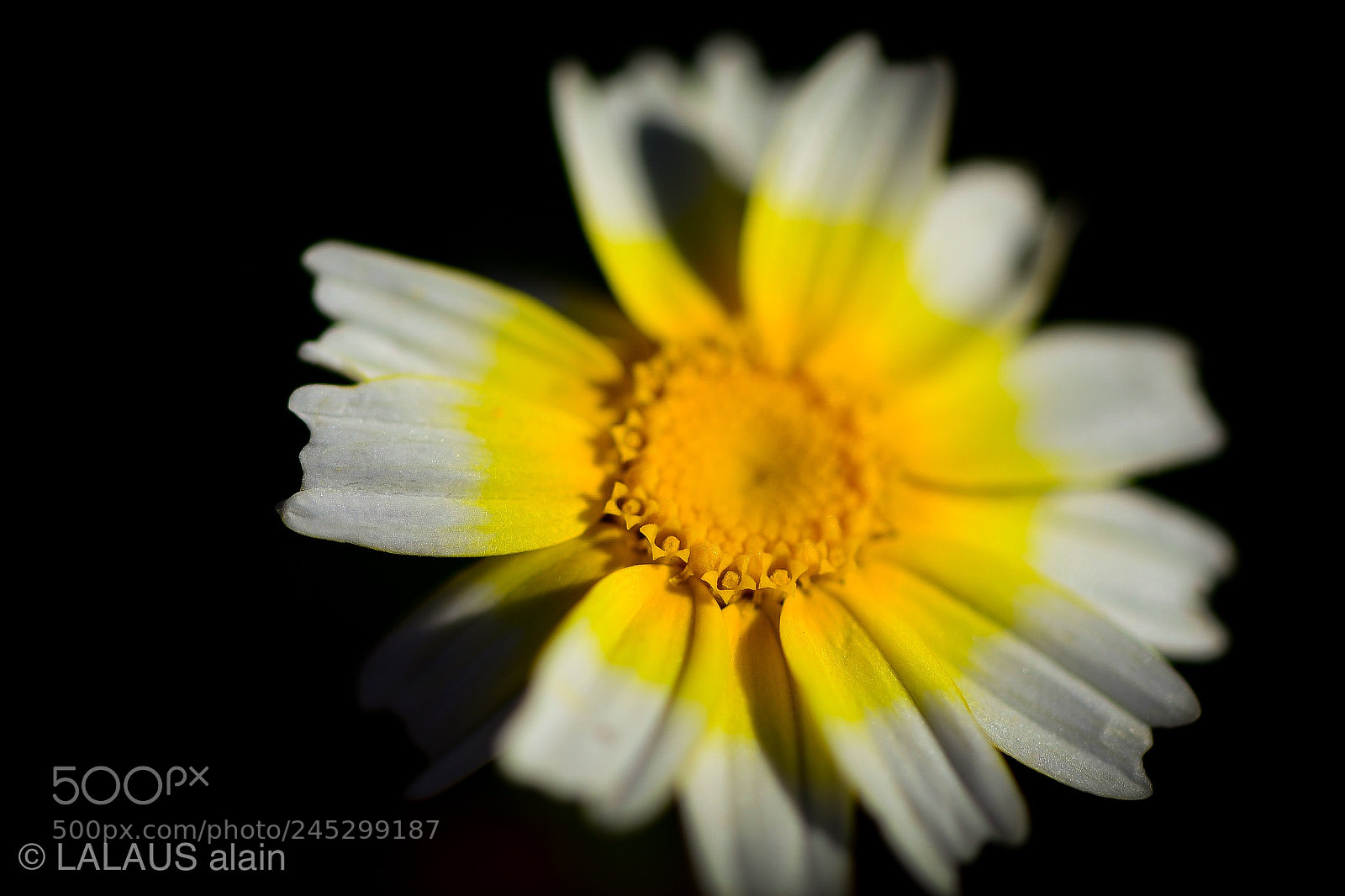 Nikon D600 sample photo. Untitled photography