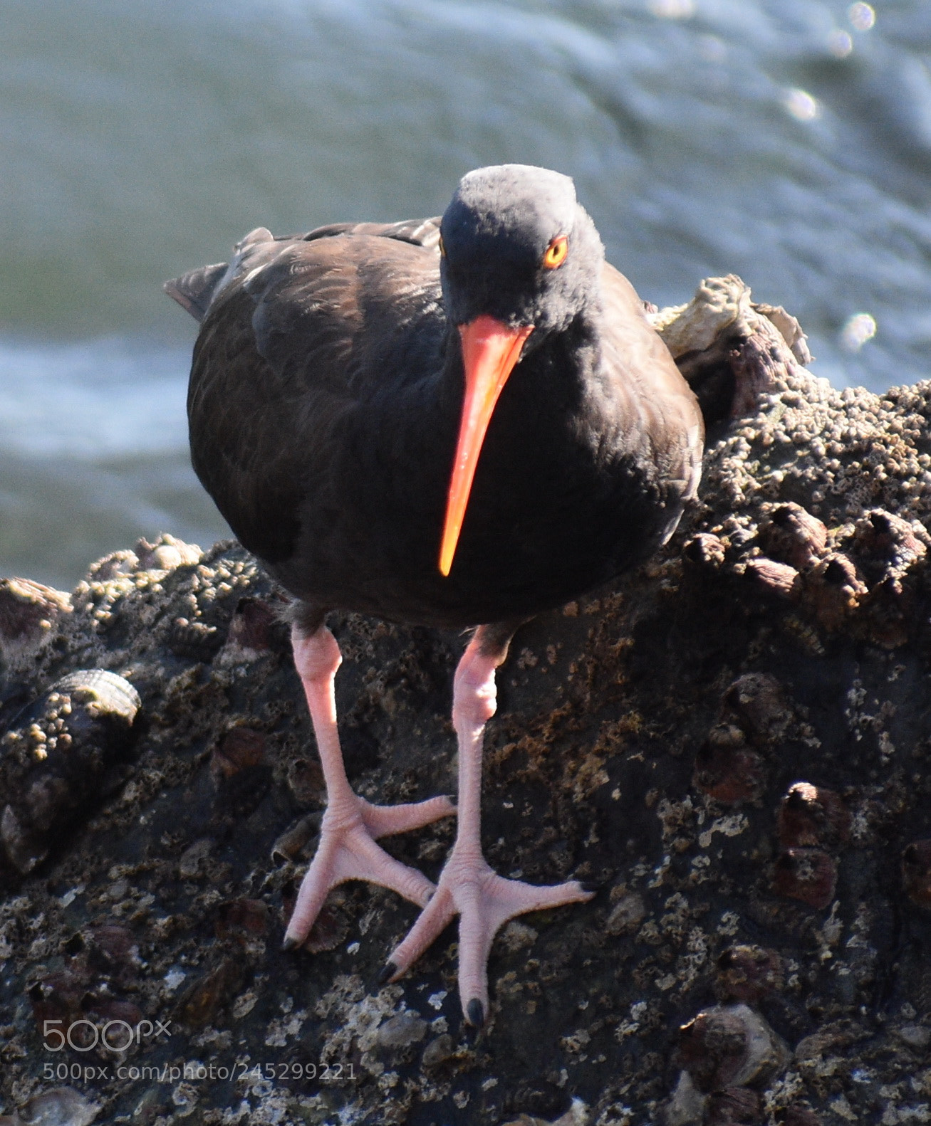 Nikon D7200 sample photo. Black oyster cacher looking photography