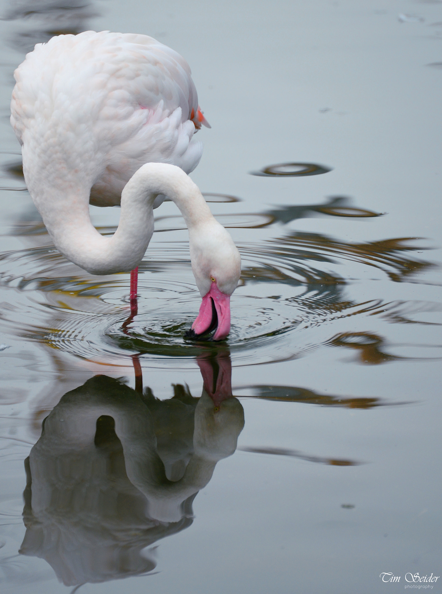 Nikon D610 sample photo. Flamingo photography