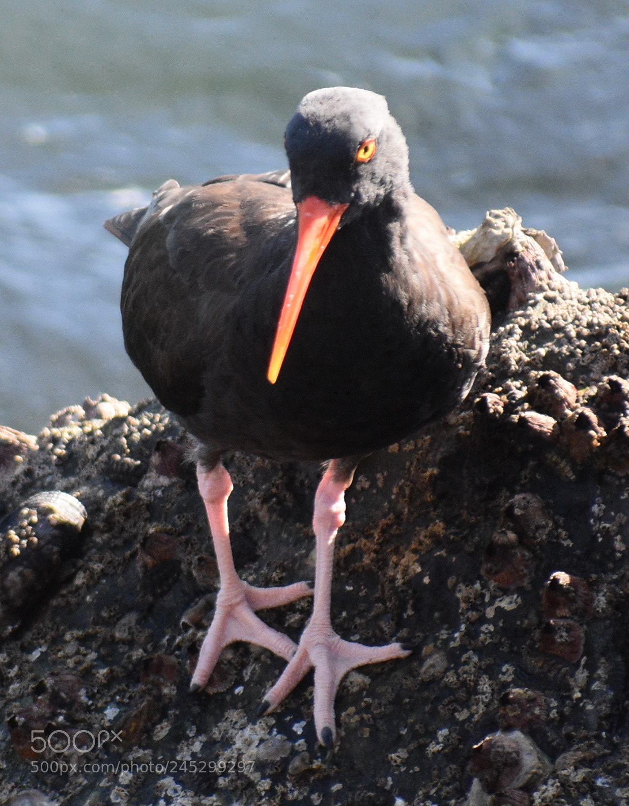 Nikon D7200 sample photo. Black oyster catcher looking photography